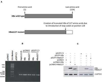 An in vitro Study on the Role of Hepatitis B Virus X Protein C-Terminal Truncation in Liver Disease Development